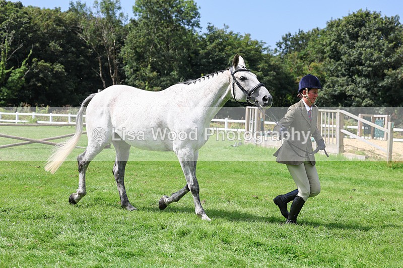 3E7A8803 - Class 5: Working Show Horse