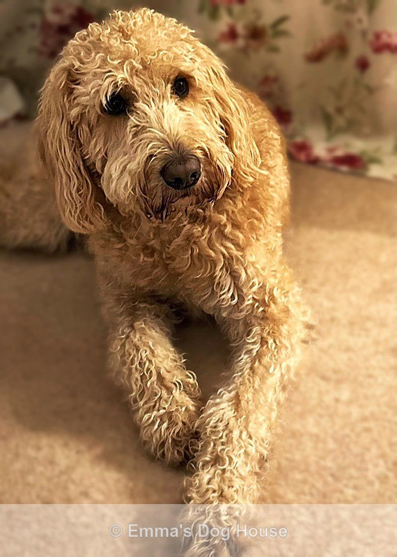  - Pawtraits
