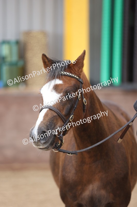 20251109-0684 - Class 22 - Geldings 4 Years and over