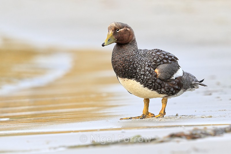 Female Steamerduck standing upright, Carcass Island, Falklands - Falkland Flightless Steamerduck