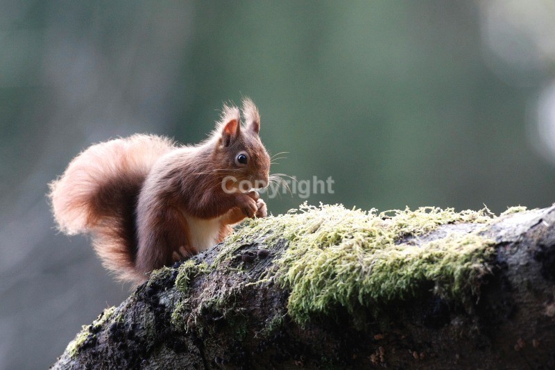 Red Squirrel 18 - Red Squirrel
