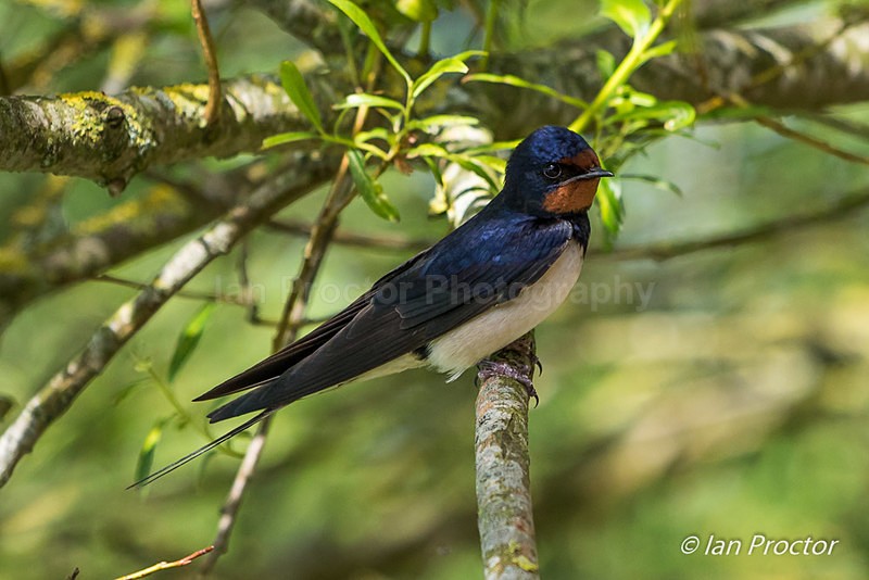Swallow in Shade of Tree - Nature