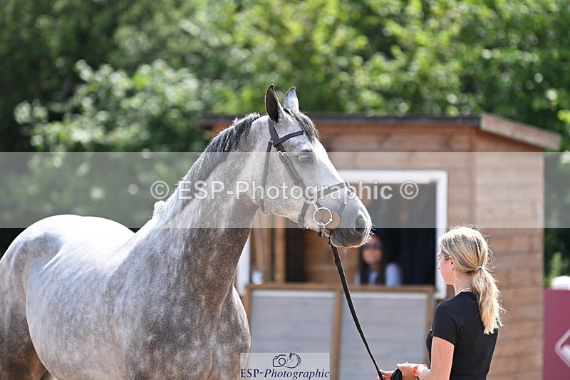 240717A-150835-02575 - Trot Up 3pm to 4pm