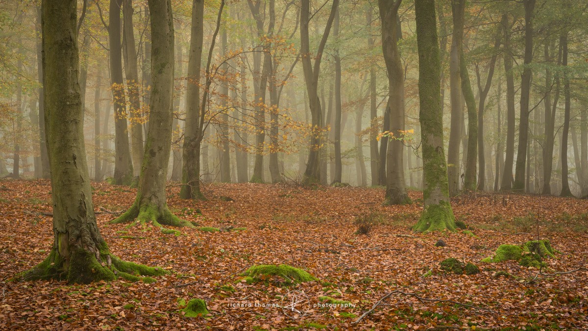 Left parting - Woodland