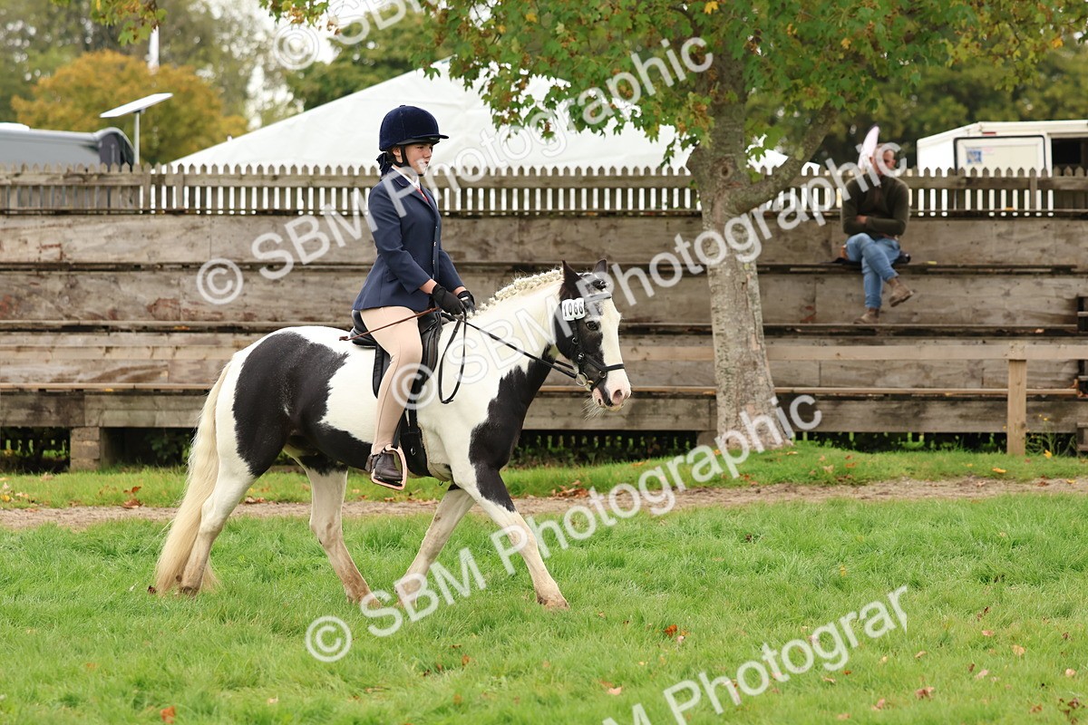 SBM_59950 - S36 - Rehabiliated Rescue Horse & Pony In Hand & Ridden