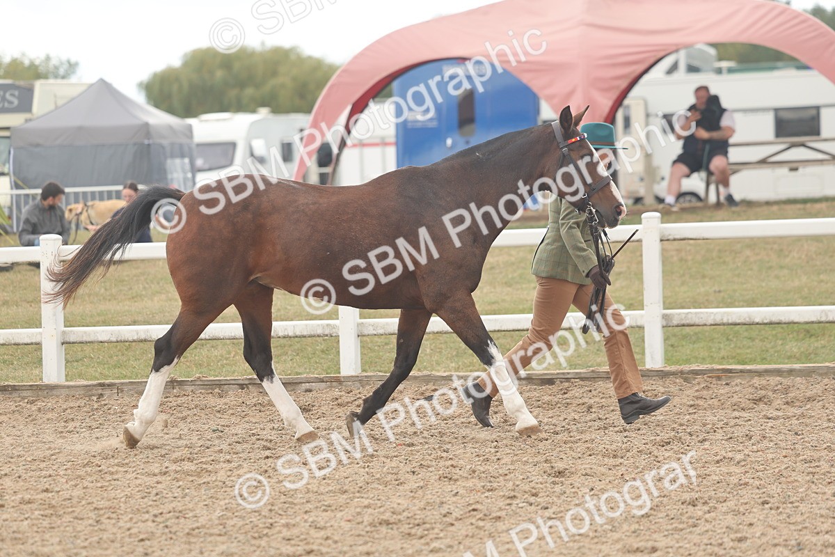 SBM_07616 - Class 26 - IH Foreign Breeds - Part Bred