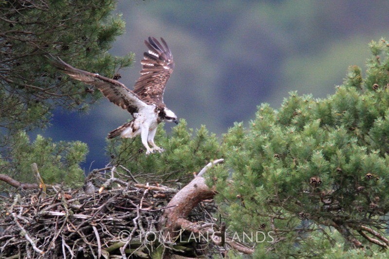 Osprey - Birds of Prey
