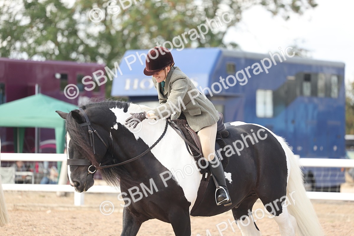 SBM_14821 - Class 308 - Ridden Coloured Horse