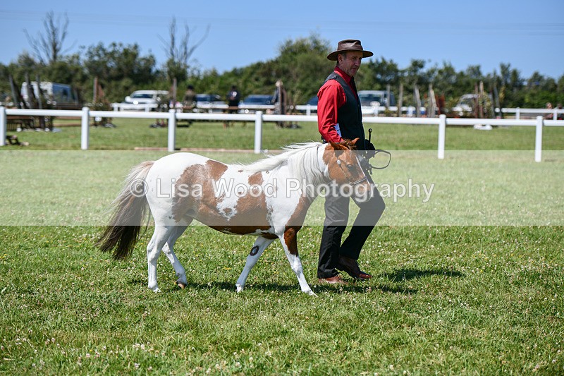 DSC_7100 - Class 61: Miniature Horse 4yrs & over
