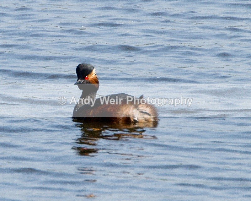 20110422-IMG_4673-157 - Black-necked Grebe