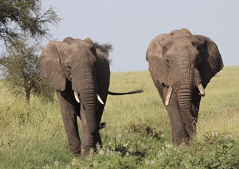  - African Safaris