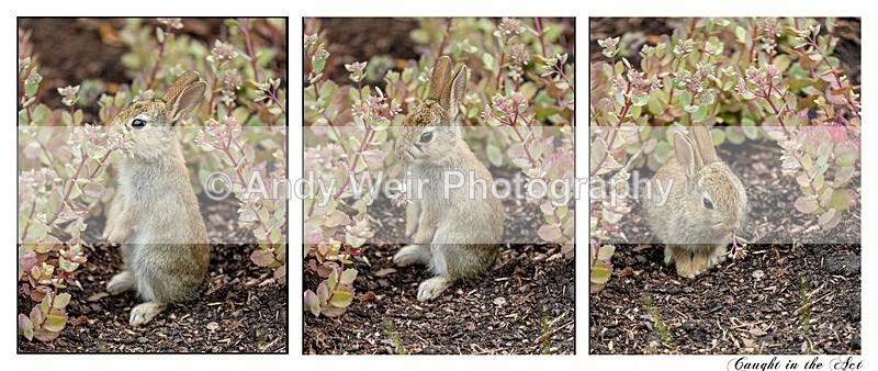 Caught in the Act - Mammals