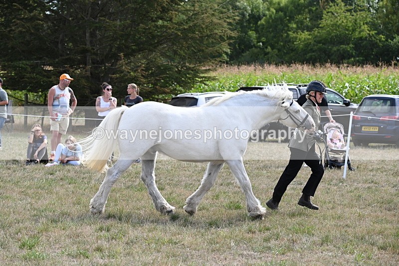 WJ6_6616 - Class 20 In-hand Cob