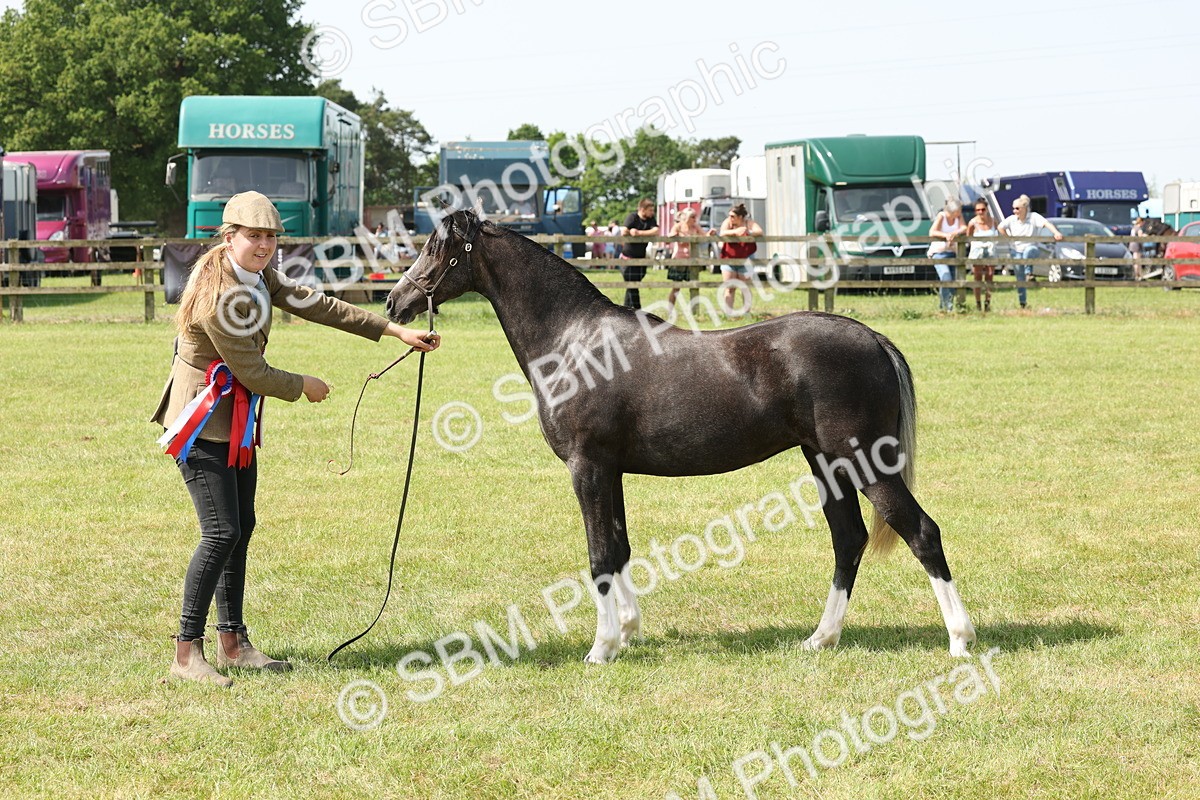 SBM_02420 - Class 6-13 - Mountatin and Moorland In Hand Welsh Breeds