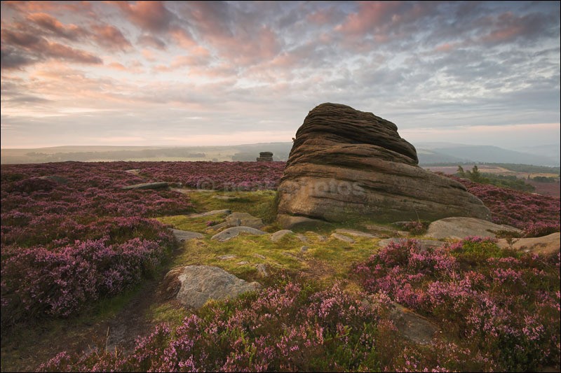 Deep Purple - Peak District | Dark Peak