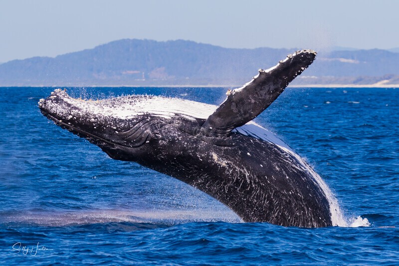 0A3A5345. Rocket 3 Breach - 2023 Whale Photos
