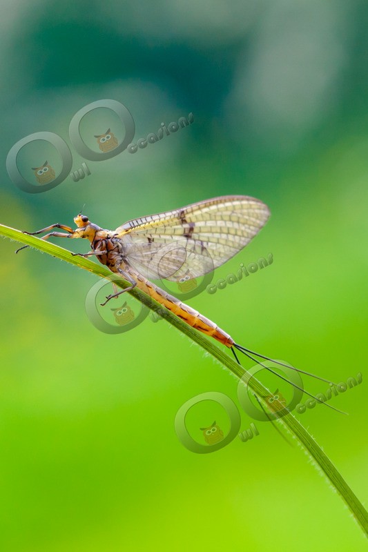 mayfly-5365 - Insects from around the world