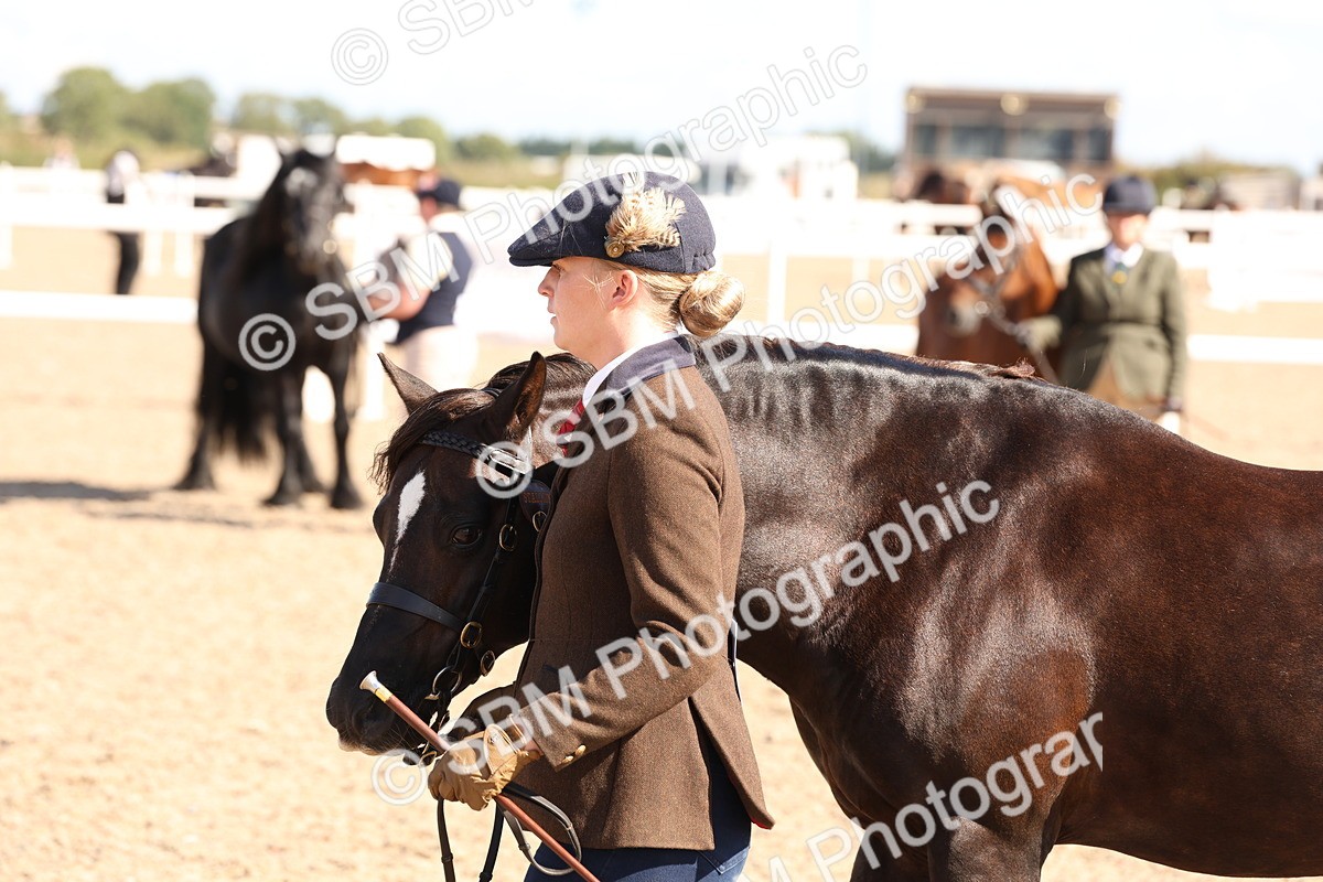 SBM_13935 - Class 205 - IH Show Pony - Show Hunter Pony