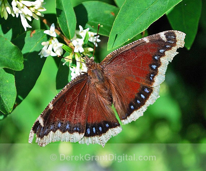 Nymphalis antiopa - Butterflies & Moths of Atlantic Canada