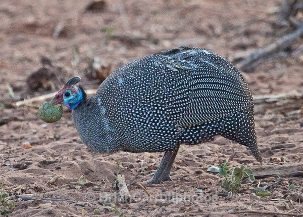 Guinea Fowl, Zambia - African Safari Tour 09 Zambia, Botswana,Namibia & South Africa