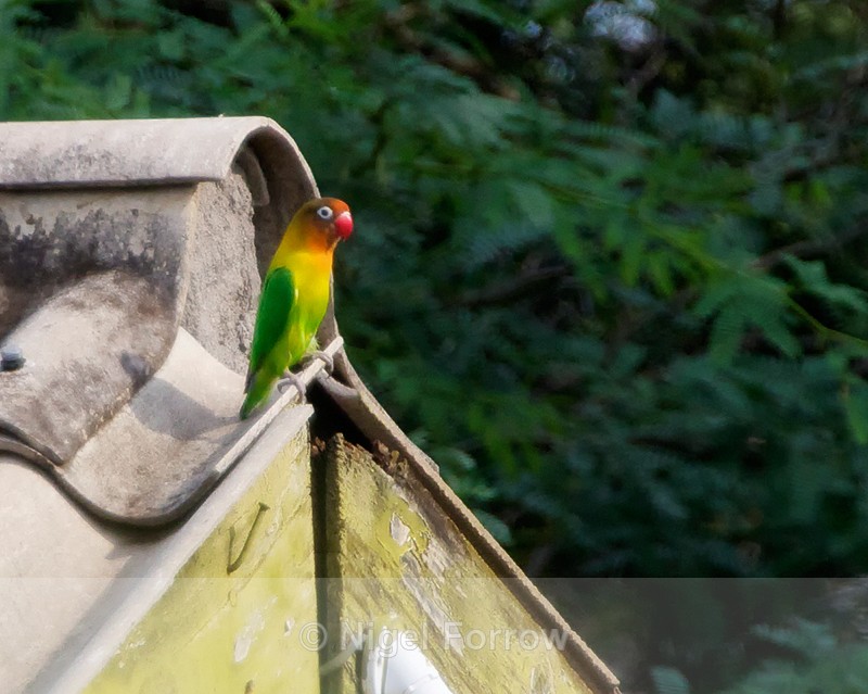 Fischer's Lovebird perched on a roof - Fischer's Lovebird