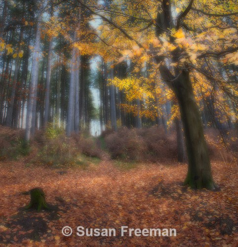 Through the Woods
