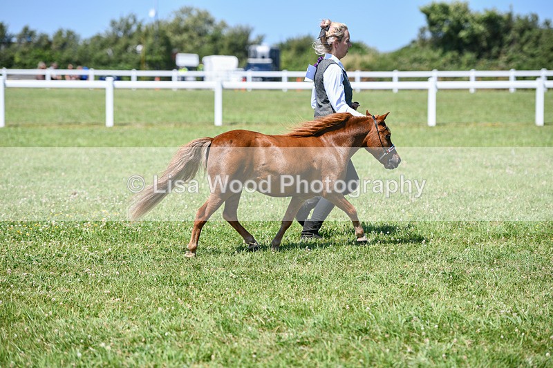 DSC_7133 - Class 61: Miniature Horse 4yrs & over