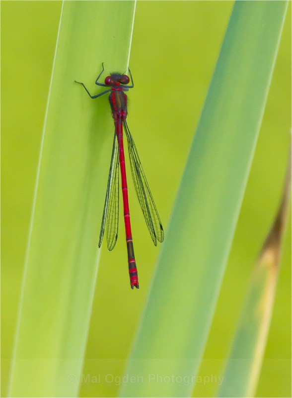 Large Red Damselfly - Flora & Fauna