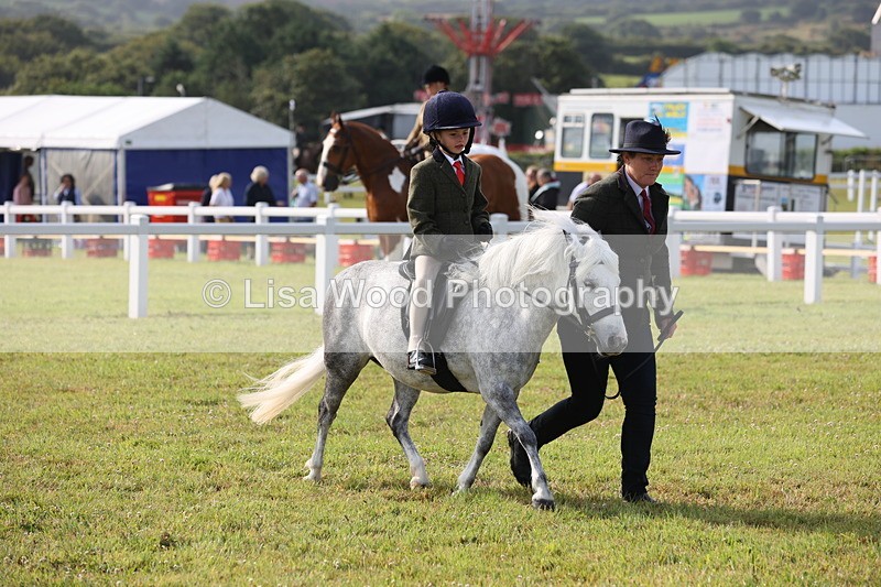 JPP_0427 - Class 14: Cornish Combination Leading Rein