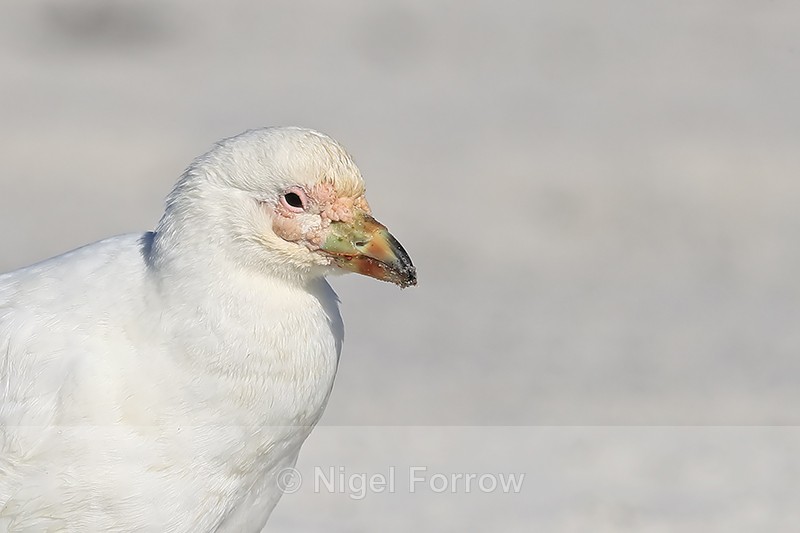 Snowy Sheathbill portrait, Sea Lion Island, Falklands - Snowy Sheathbill