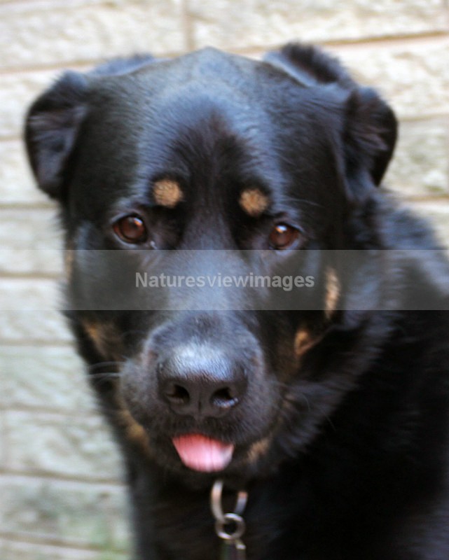 Butter wouldn't Melt - Pet Photography