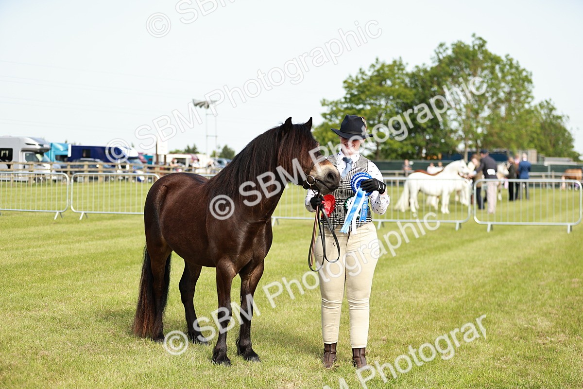 SBM_00658 - Class 14-23 - Mountain & Moorland In Hand Non Welsh