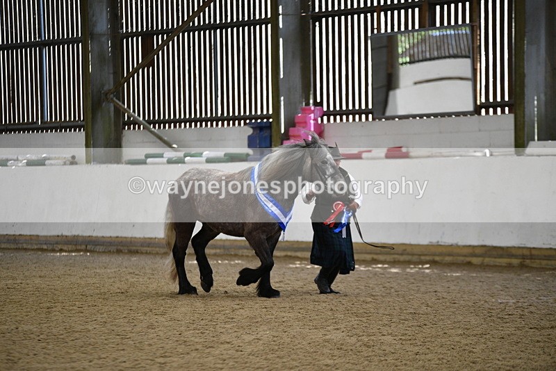 WJ5_5866 - Morning in hand Championship