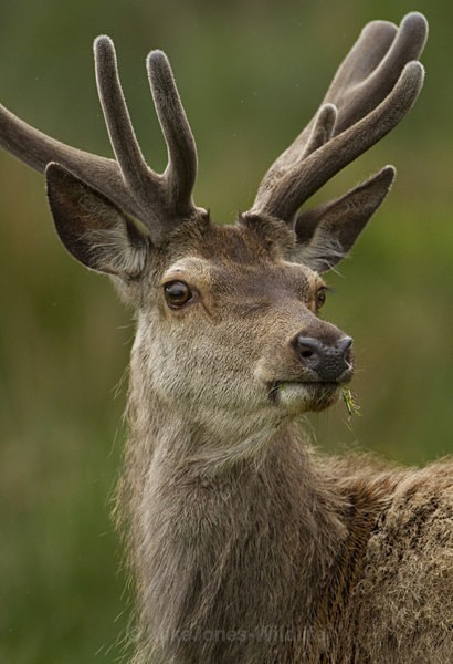 Red Deer, Isle of Mull (RD/J/11/1) - ISLE OF MULL WILDLIFE, Wildlife images from the Inner Hebrides