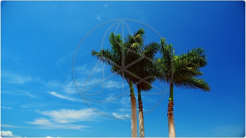 Summer_Palms - Everything Else