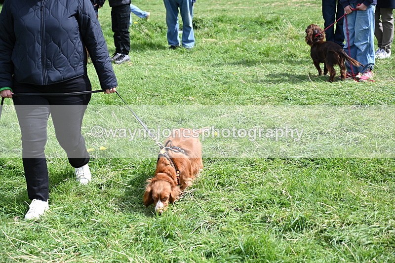 WJ6_8916 - Class 8 Best Working / Gun Dog or Bitch