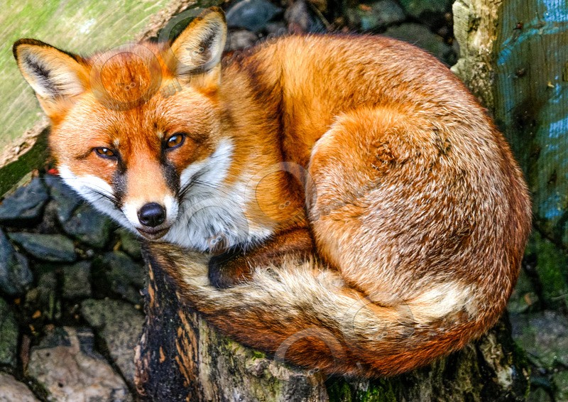 fox vulpes vulpes-2022 - UK Wildlife