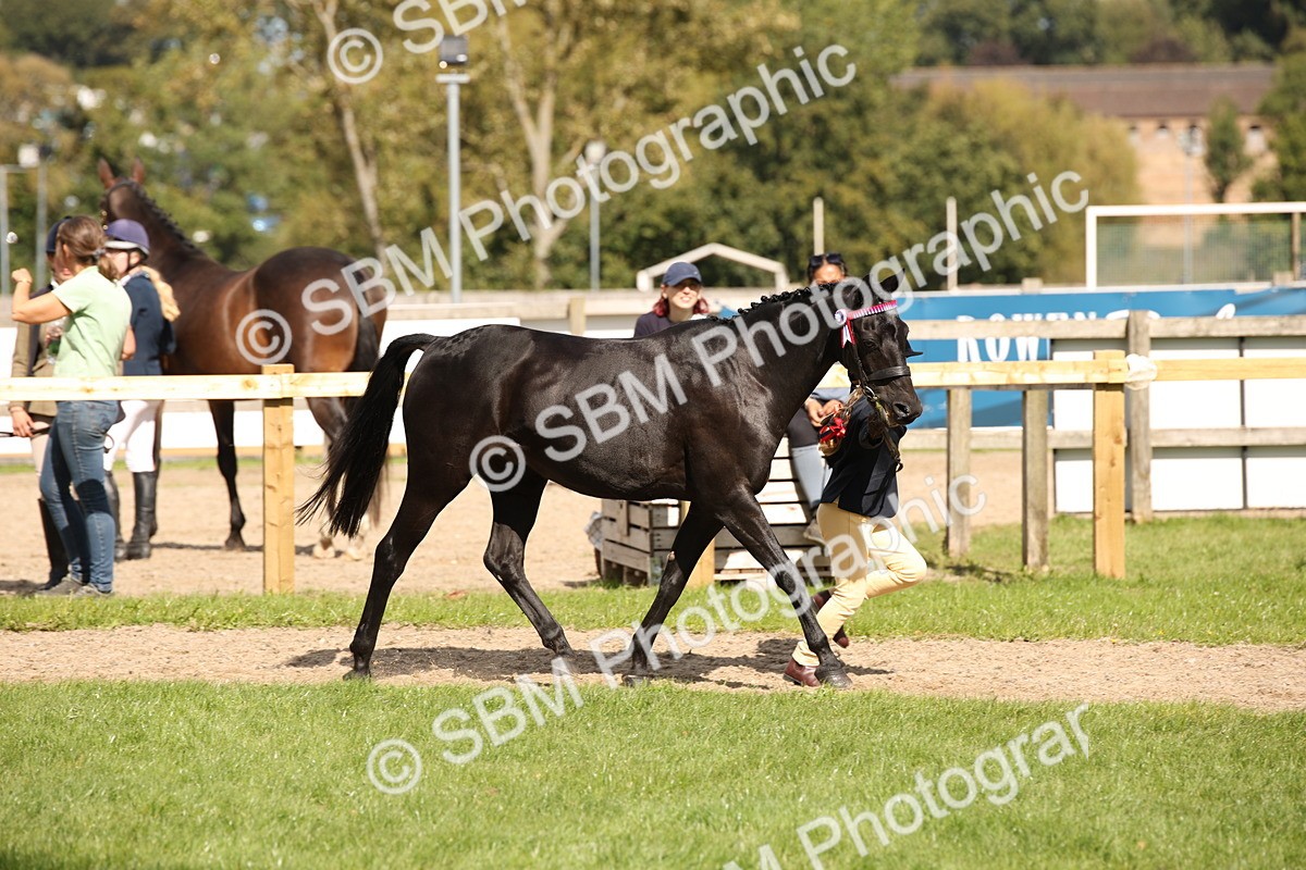 SBM_44398 - S24 - Young Veteran in hand