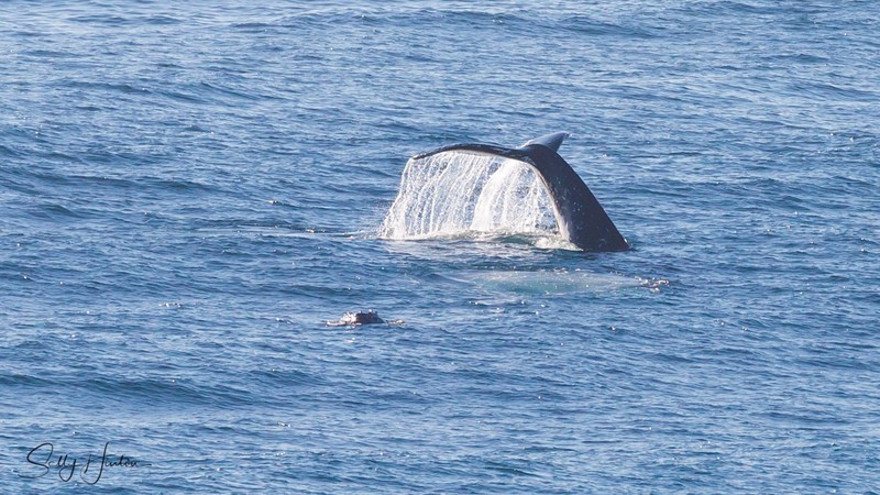 Whale Tailslap 1