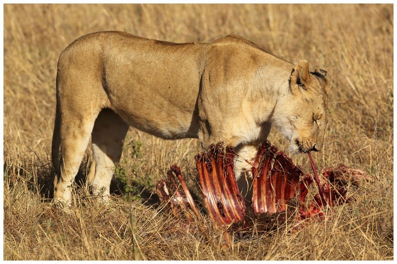 Simba 3 - Kenyan Safari 2013