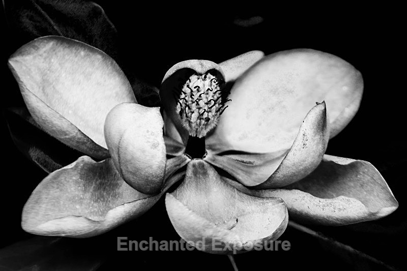 Aged Beauty - Flowers and Trees