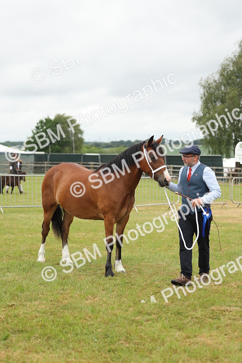 SBM_04842 - Class 50-57 - M&M Welsh Pony In Hand