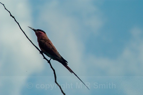 Southern Carmine Bee Eater - SA - BIRDS & INSECTS