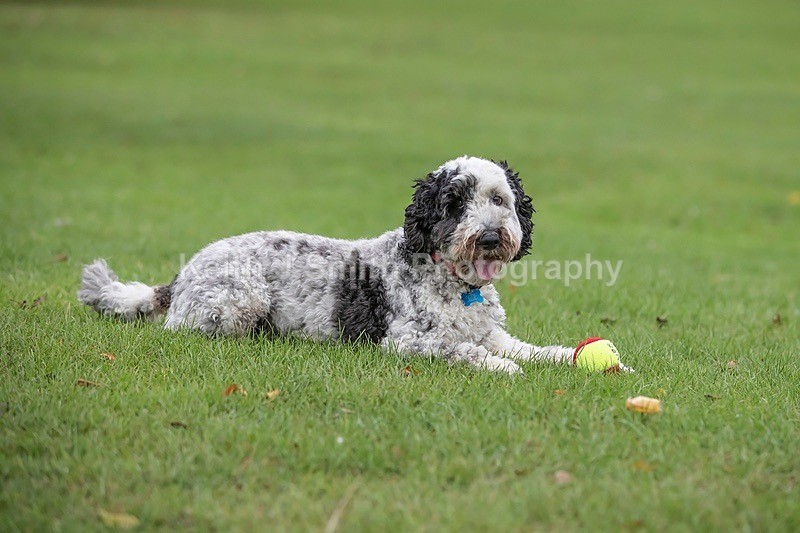 0KJS4629 - Dogs in Abington Park