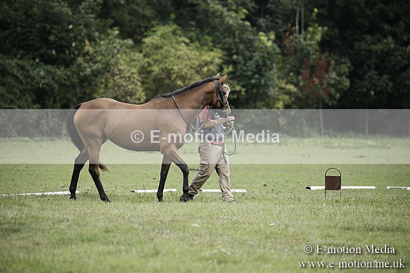 BVR090918 31 - BVRC Dressage and Show Jumping 09/09/18