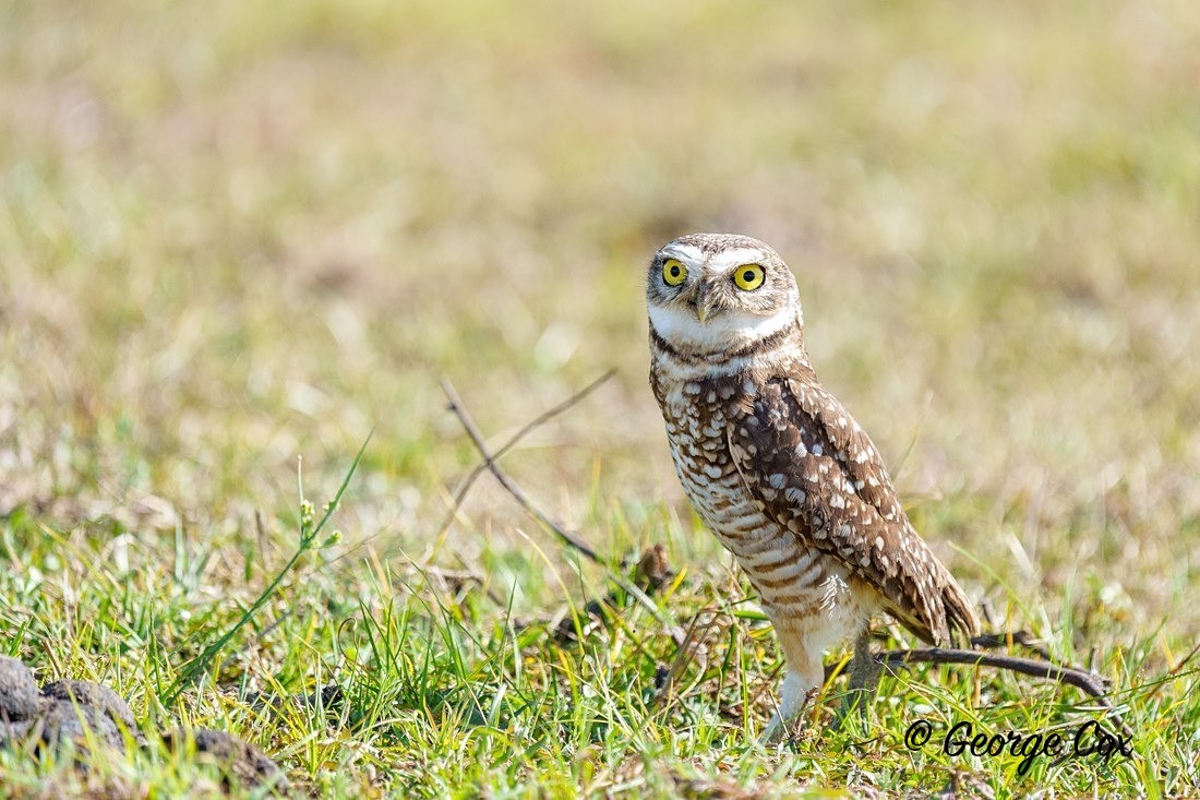 burrowing owl 1 - Brazil