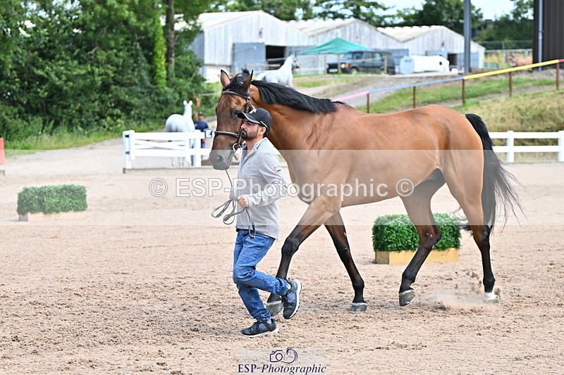 240718A-105255-01333 - Trot Up 12pm to 1pm
