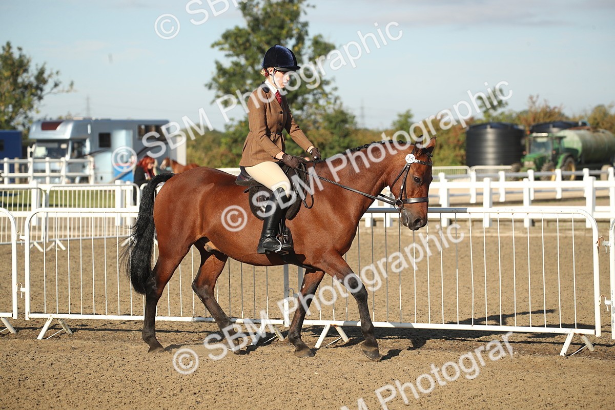 SBM_11489 - Class 502 - Riding Club Horse