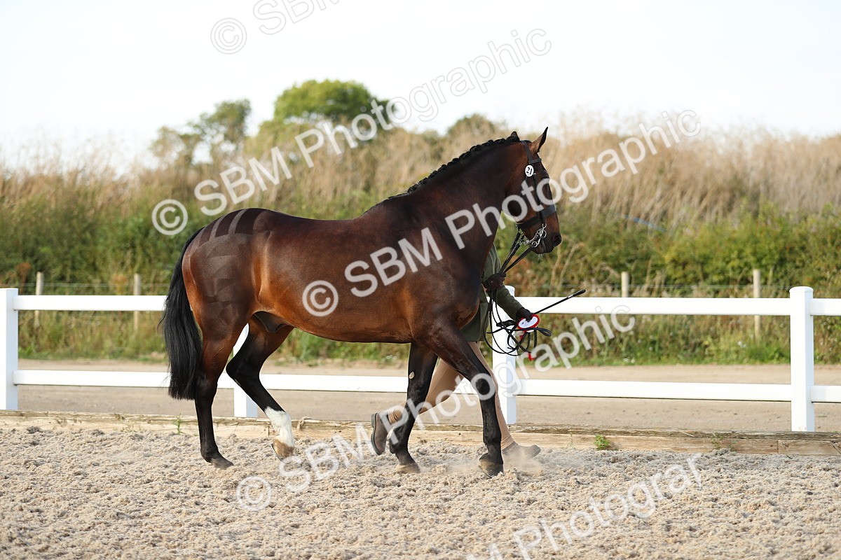 SBM_08720 - Class 28 - IH Veteran Horse