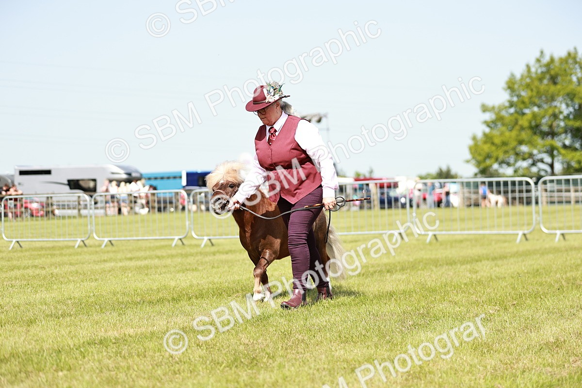 SBM_02002 - Class 14-23 - Mountain & Moorland In Hand Non Welsh